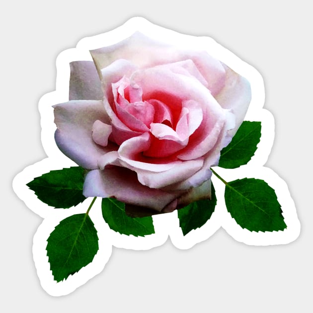 Pink Rose With Leaves Sticker by SusanSavad